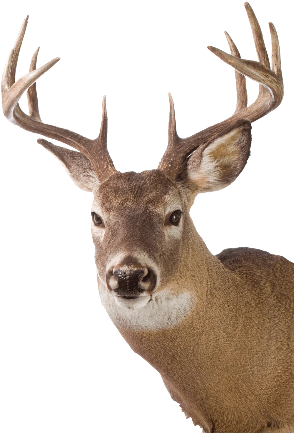 Broken Stone Ranch Deer Right Cutout Broken Stone Ranch Deer Right Cutout